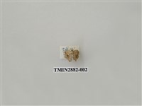 藏品(尺蛾611)的圖片